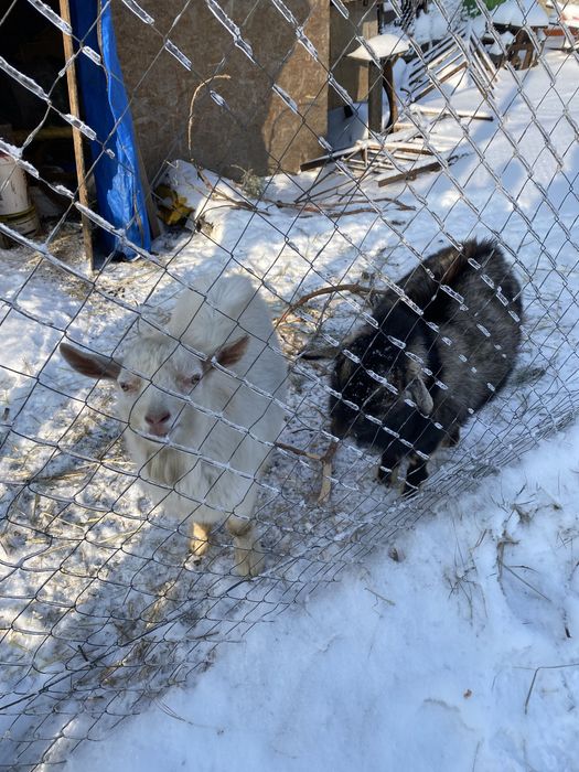Продам двох козлів