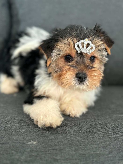 Biewer Yorkshire Terrier suczka 9  tyg.