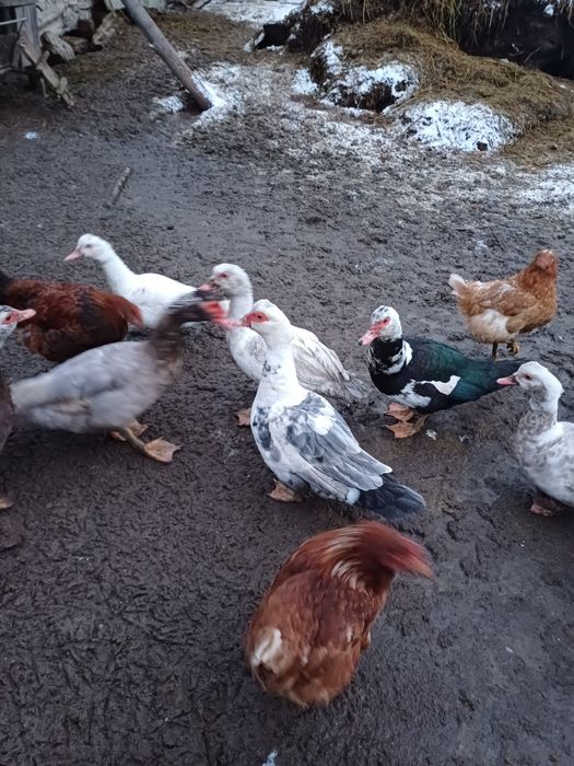 Продам мускусний качки глухі