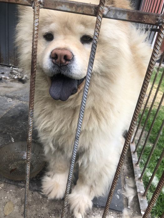 Чау-чау , вязка