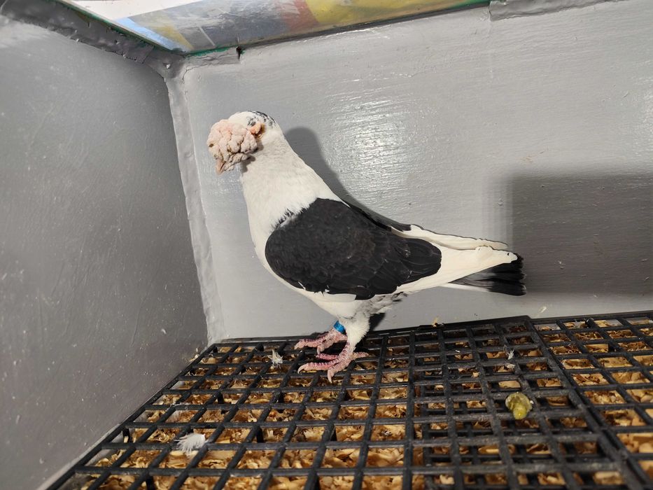 Gołębie Staropolskie