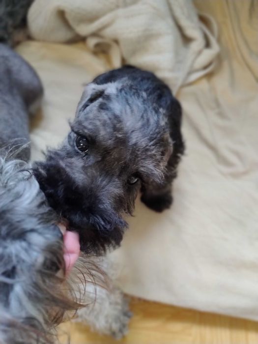 Цуценя цвергшнауцера