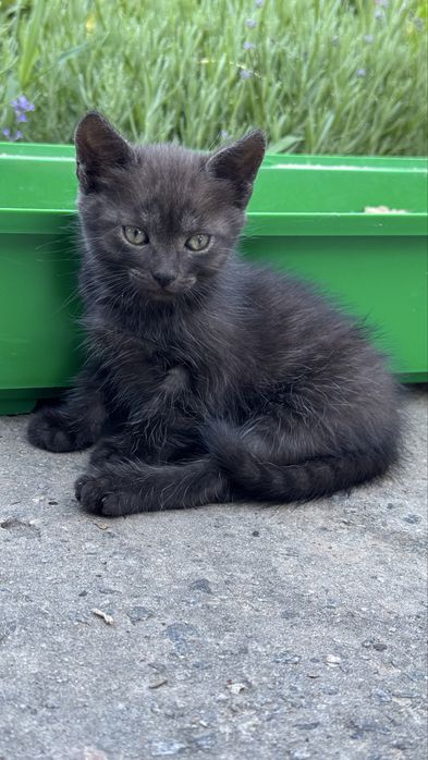 Віддам кошенят у добрі руки.