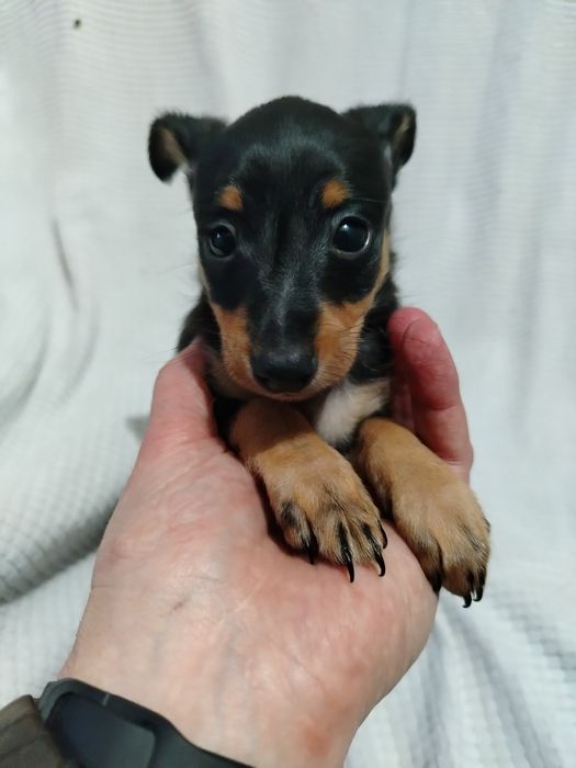 Lindo menino Pincher