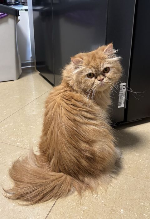 Gatinho raça persa