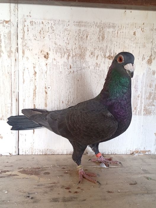 Pombos Correios de Linha Antiga