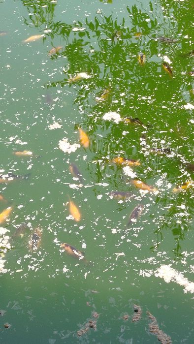 Peixes de aquário ou lago