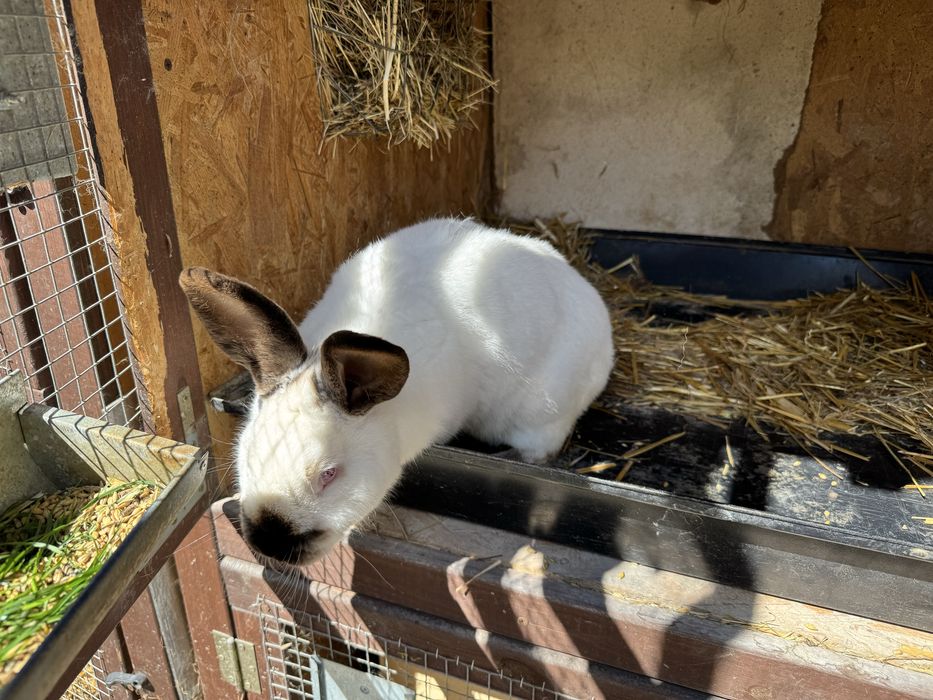 Królik Kalifornijski - samiec