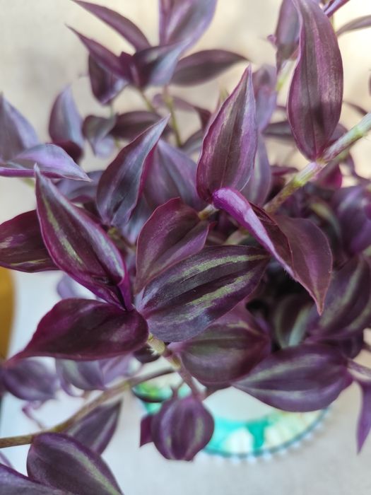 традесканция, традесканція