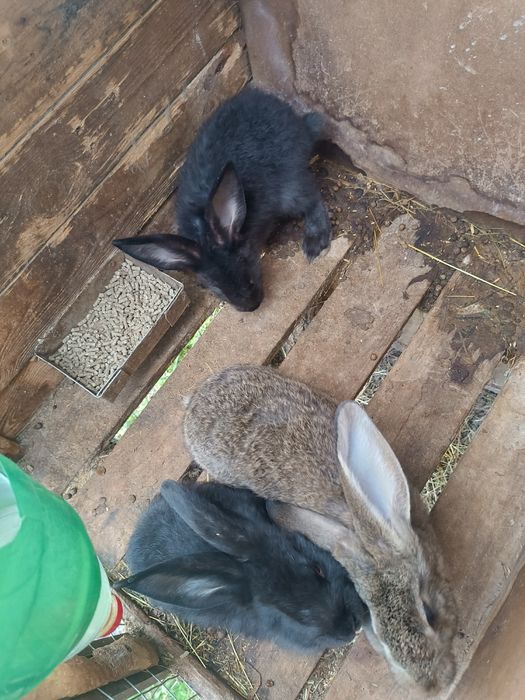 Продам кроликів.