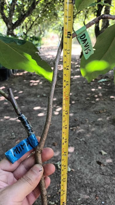 Paw Paw (Asimina Triloba) – Única árvore tropical que resiste ao Frio
