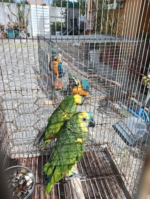 Casal de aestivas xhantoperix