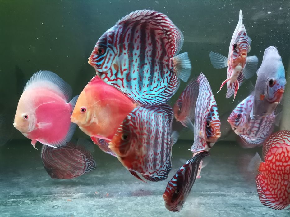 Paletki - hodowla (dyskowce)