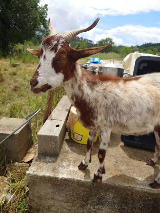 2 cabras em lactacao + 1 cabrito macho