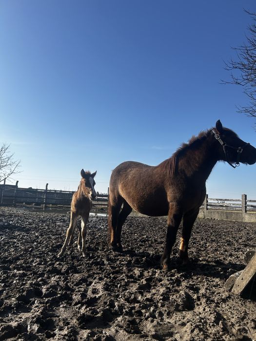 Sprzedaż koni huculskich