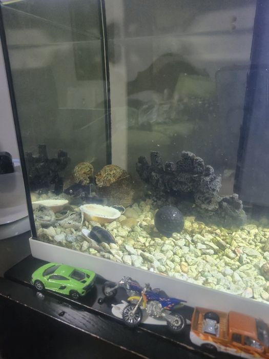 Vendo aquário com vários peixes