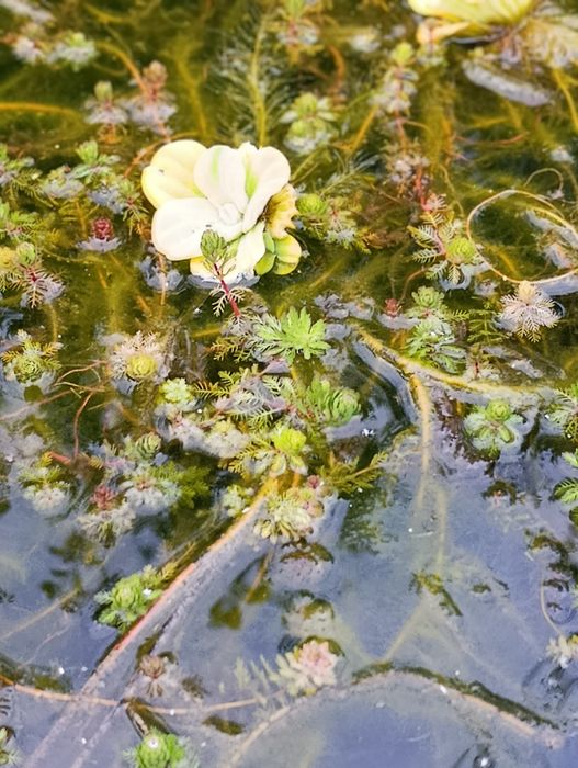 Plantas aquáticas para lago.