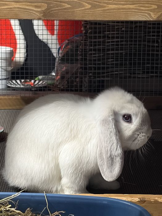 Parka królików mini lop + akcesoria .