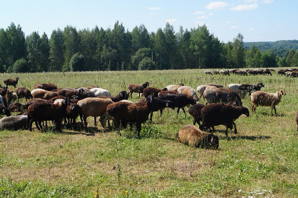 Продається туша мʼяса курдючного барана
