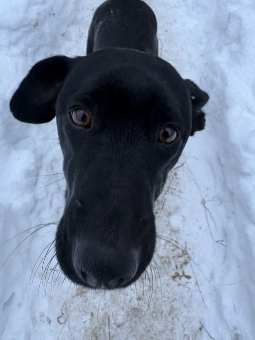 Oddam pieski w dobre ręce!