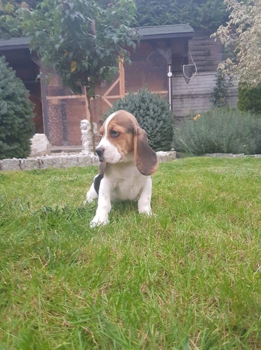 Beagle sunia piękna