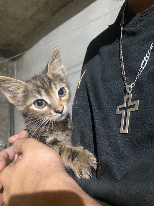 Gatos de 8 semanas