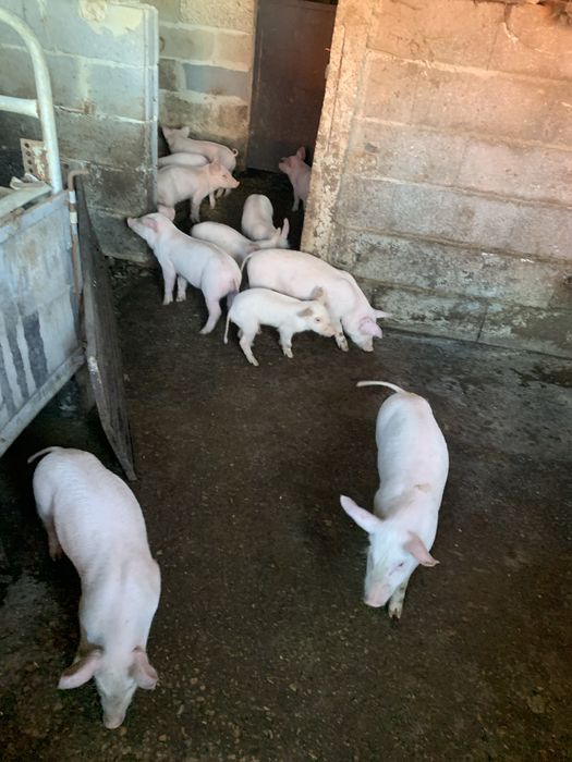 Leitoes bissaros com F1 prontos pra sair ja comem bem e bons pra assar