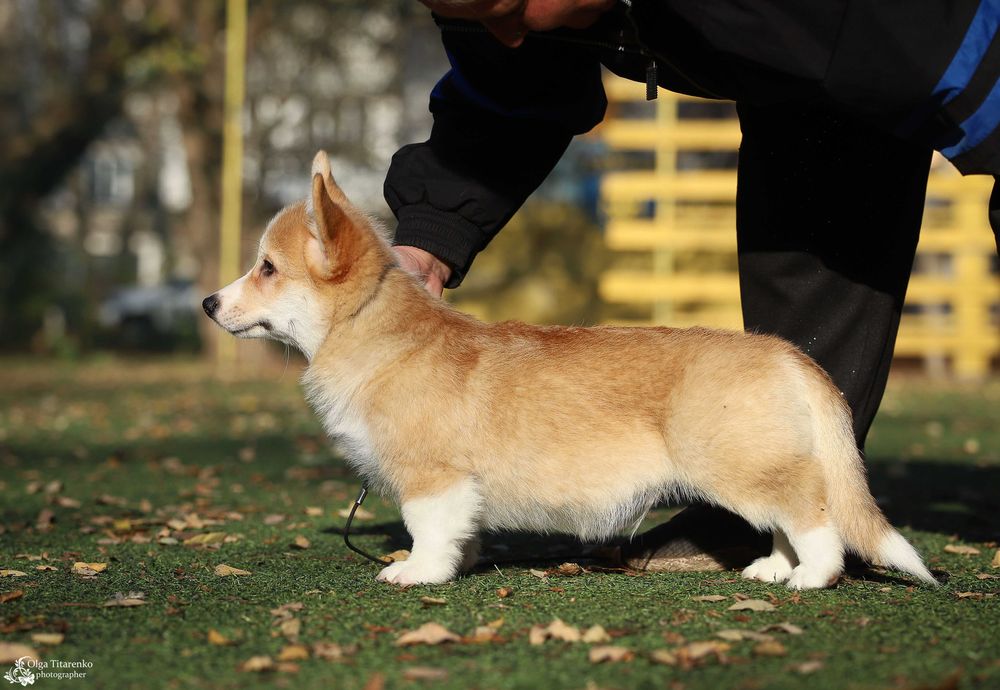 Вельш коргі пемброк