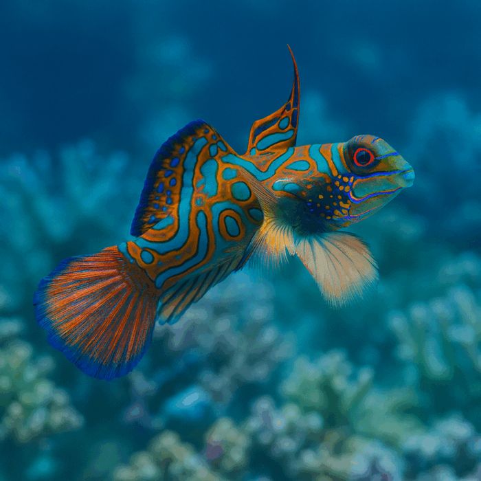 Synchiropus splendidus SAMICA [Ryba morska}