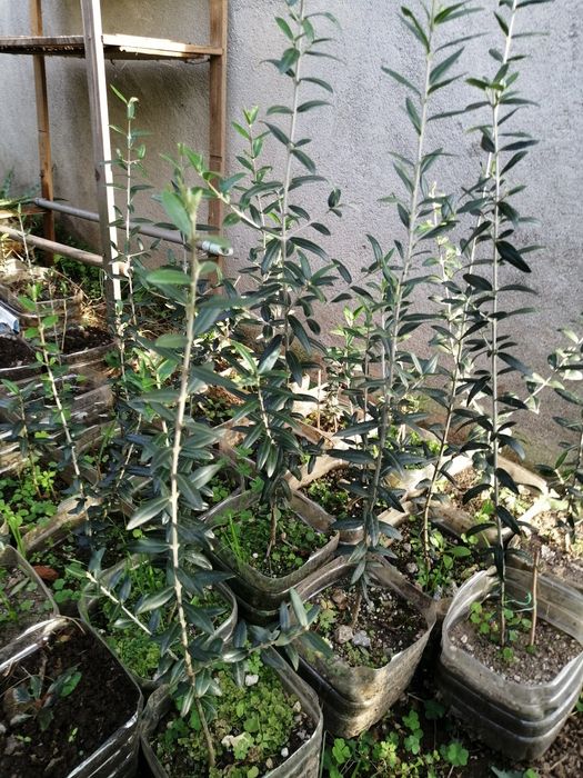 Oliveiras E cactos Aloe Vera