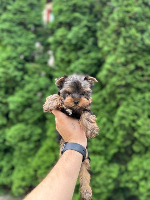 Йорк дівчинка — лагідна та розумна