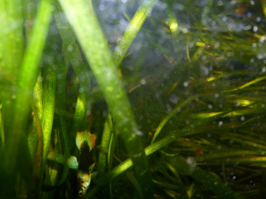 Гуппи,несколько цветовых форм.