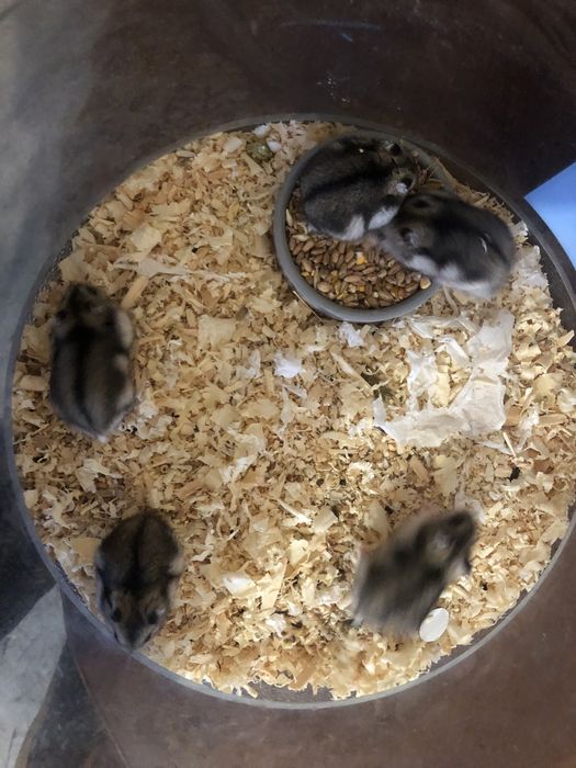 Отдаю  хомяков джунгарикы бесплатно