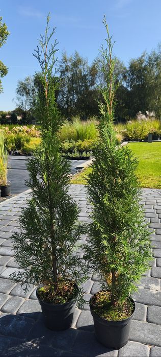 Thuja occidentalis Tuja szmaragd