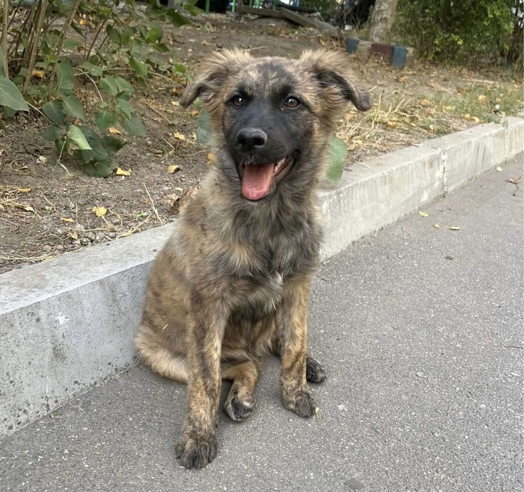 Дівчинка Сімочка шукає дім! Вік 6-7 місяців