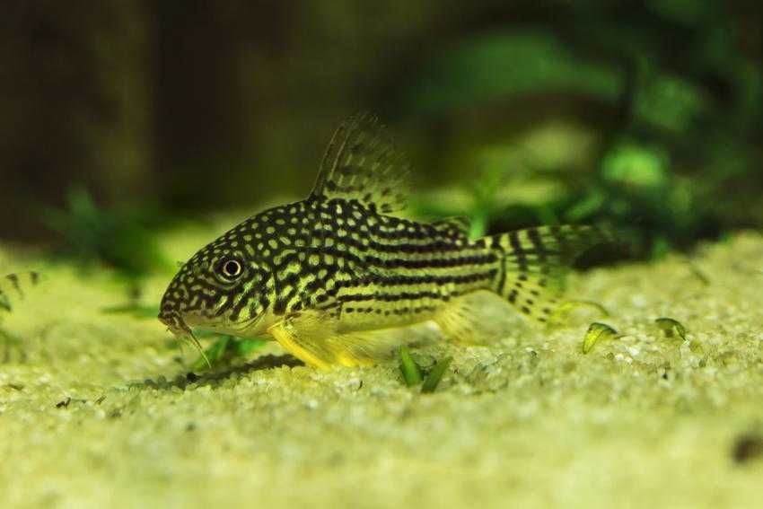 Kirysy -pstry, panda, albinos, spiżowy zwykły i czarny, sterby.