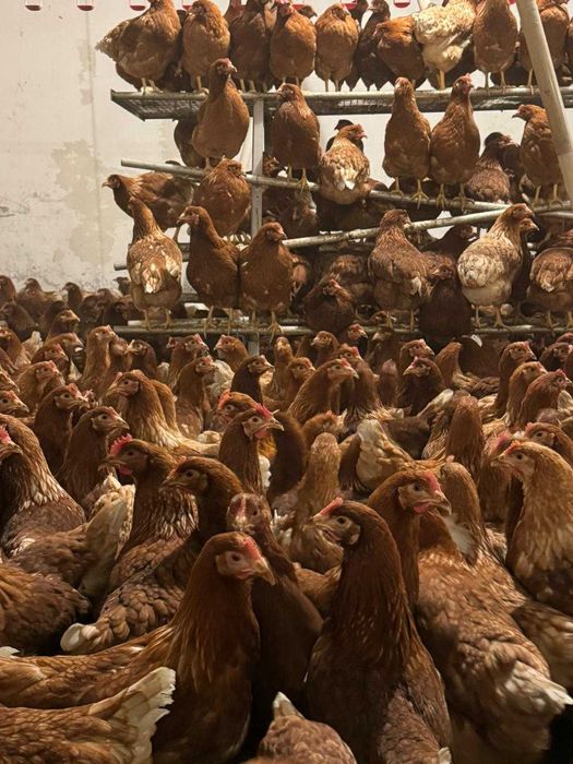 Kury młode z pierwszym jajeczkiem z wolnego wybiegu ! Transport GRATIS