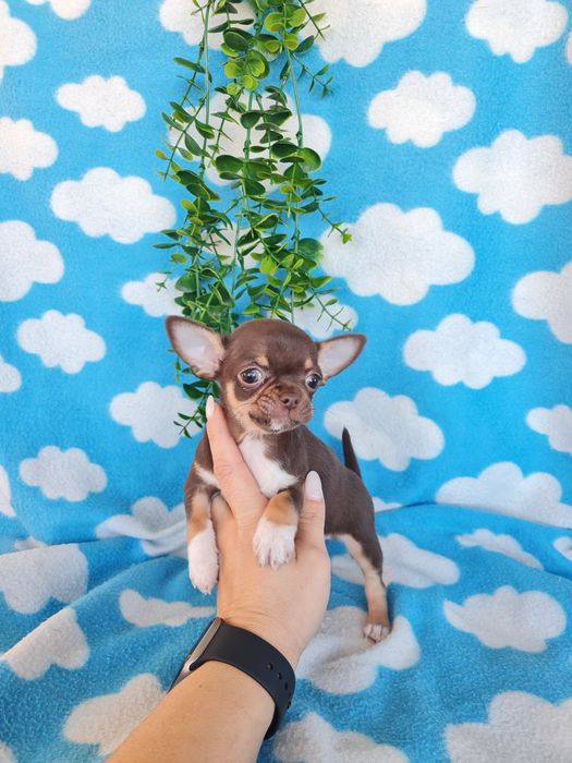 Excecional menina mini mini Chihuahua/Chiuaua,LinhagemRussa de Qualidd