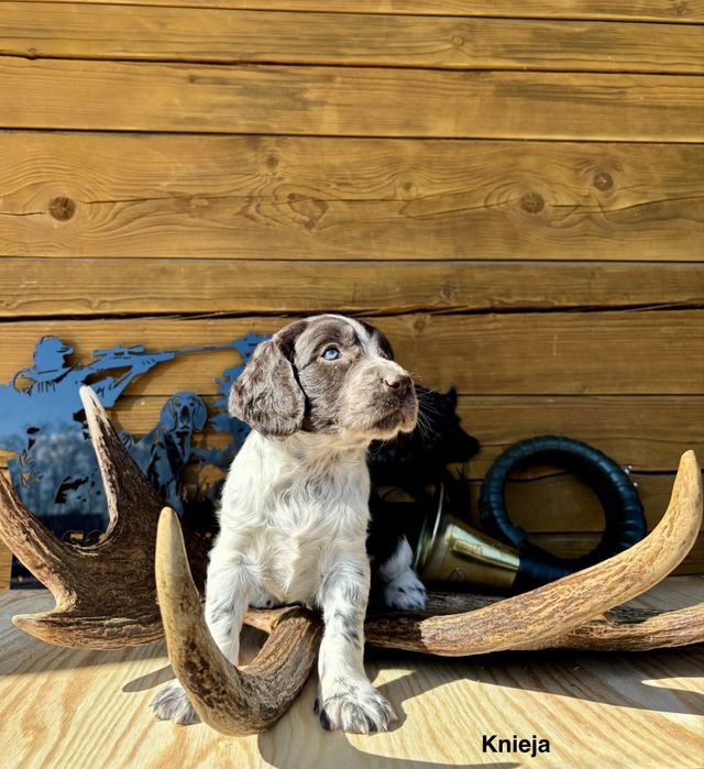 Płochacz niemiecki wachtelhund spaniel