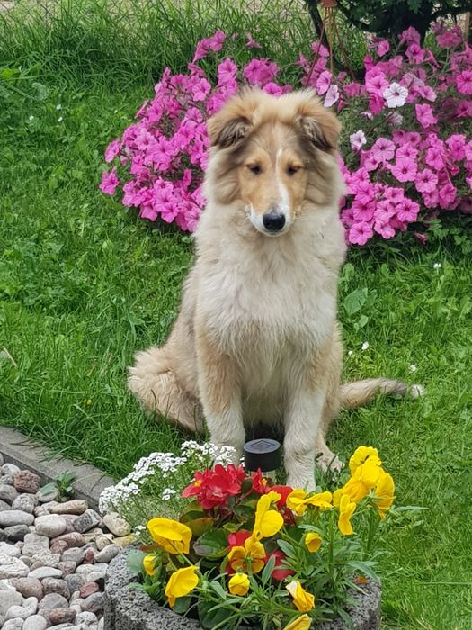 Owczarek szkocki collie