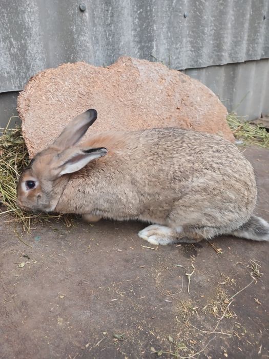 Продаються  кролики