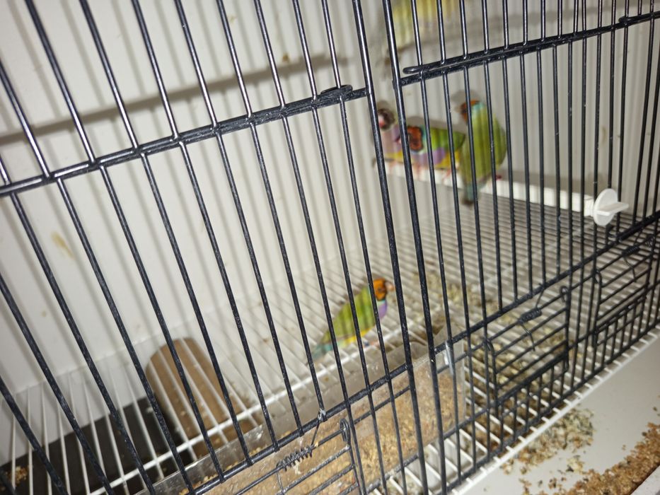 Diamantes Gould várias mutações