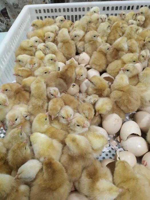 Добові м"ясо яєчні курчата ( Редбро, Мастер, Голошия)