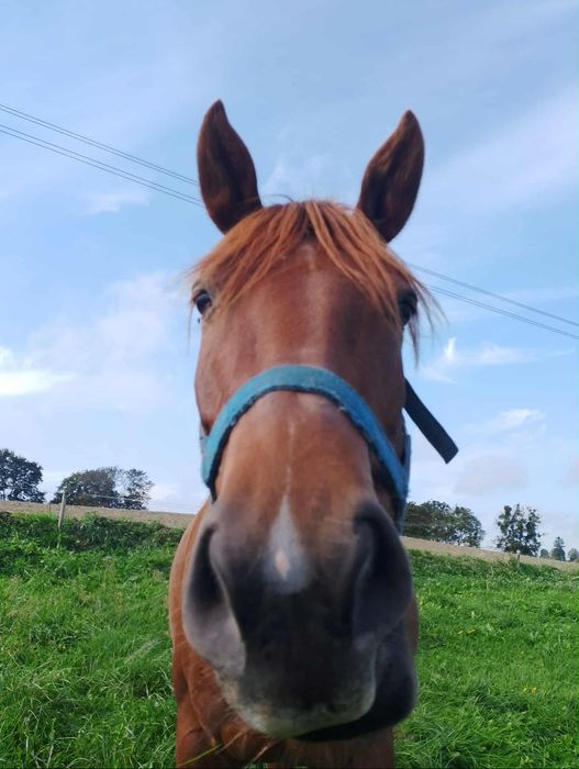 Sprzedam klacz 4 lata