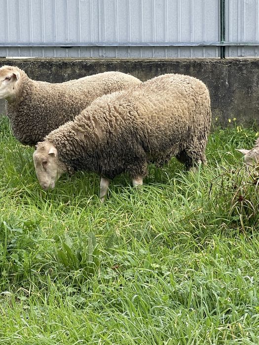 Carneiro de ano e meio