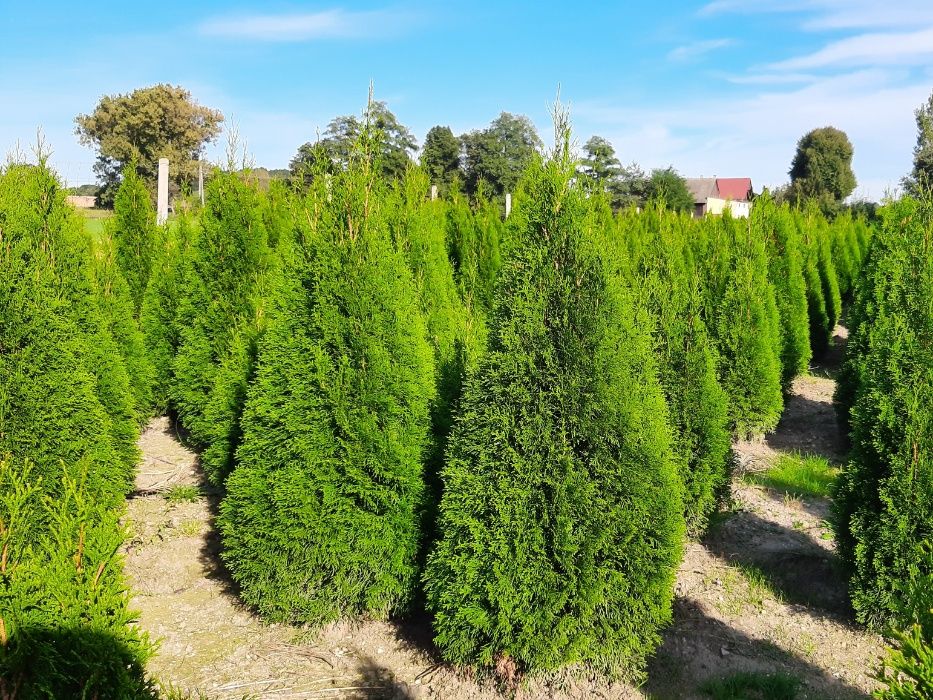 Thuja Smaragd 160,180,200,220cm!Tuje! Tuja Szmaragd! Sadzimy! Dostawa!
