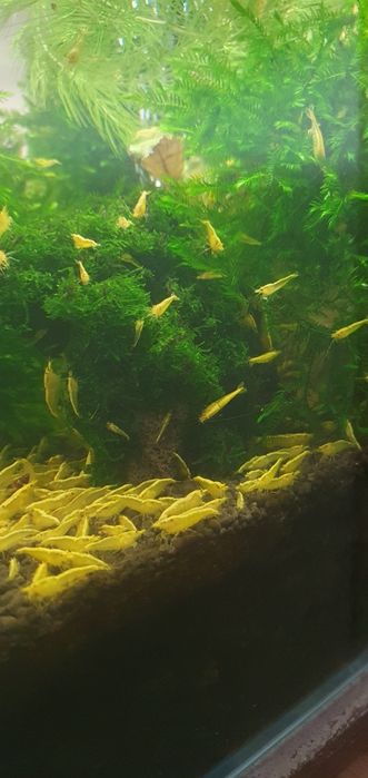 Krewetki akwariowe yellow z pasem neonowym  100szt