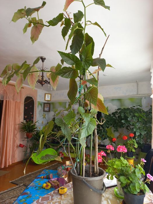 Вазон бегонія до 1,5 м