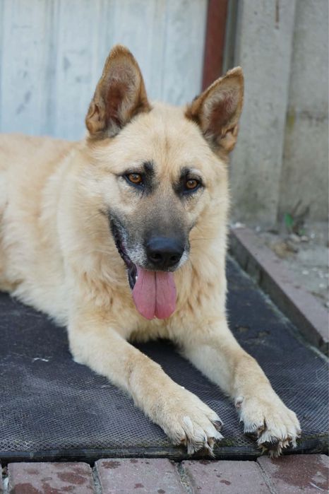Cudo do adopcji