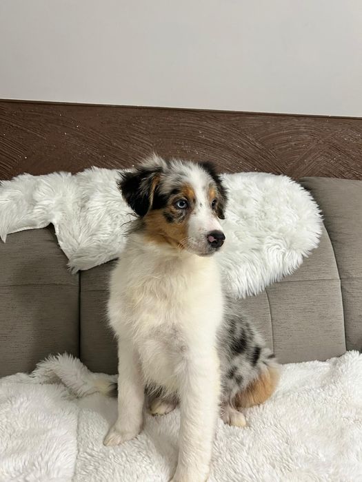 Owczarek Australijski typ amerykański suczka